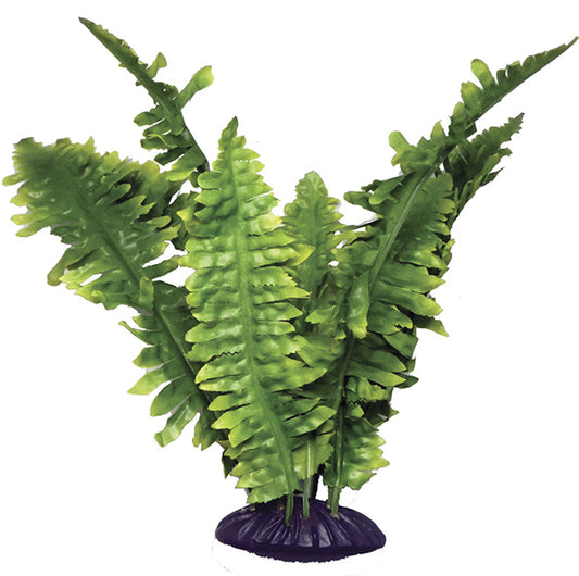 Komodo Boston Fern 36cm