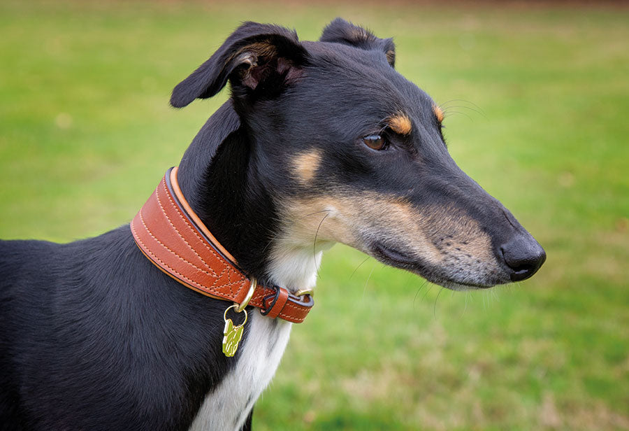 Digby & Fox Padded Greyhound Collar Tan