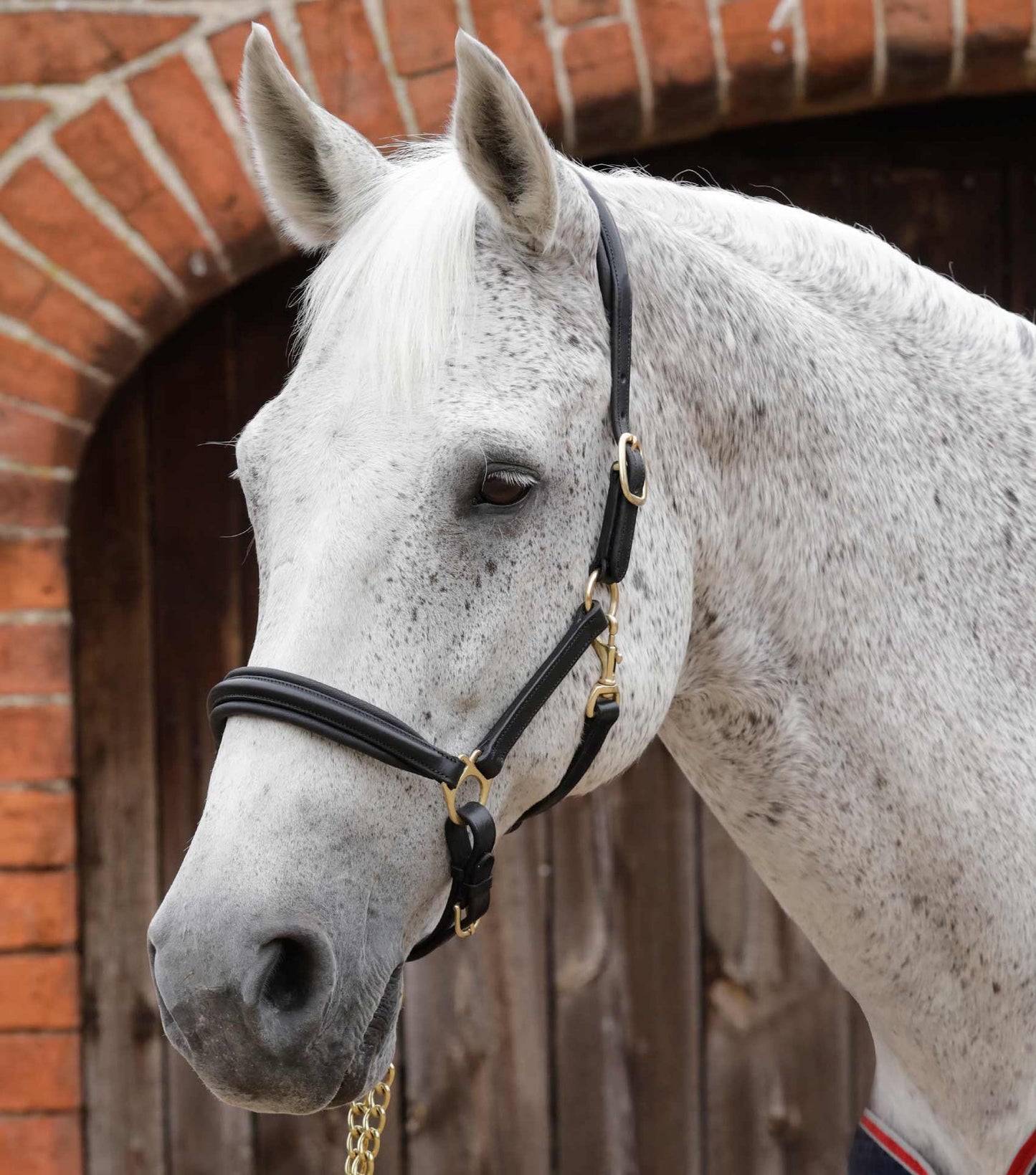 Padded Leather Head Collar