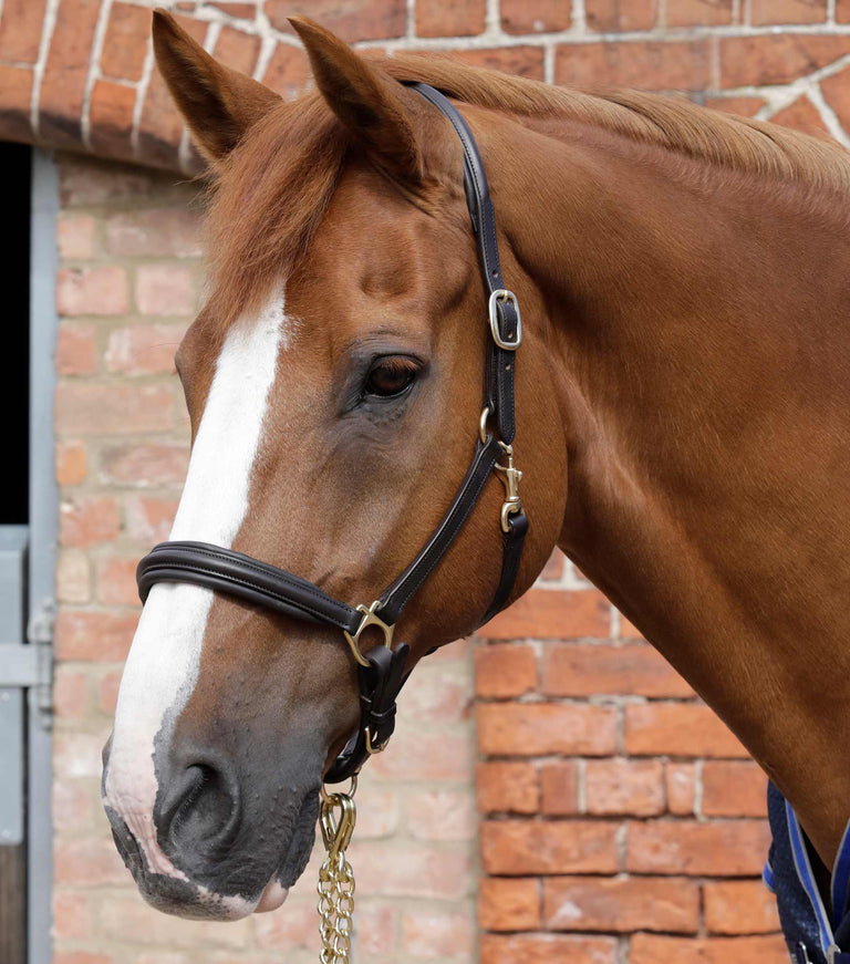 Padded Leather Head Collar